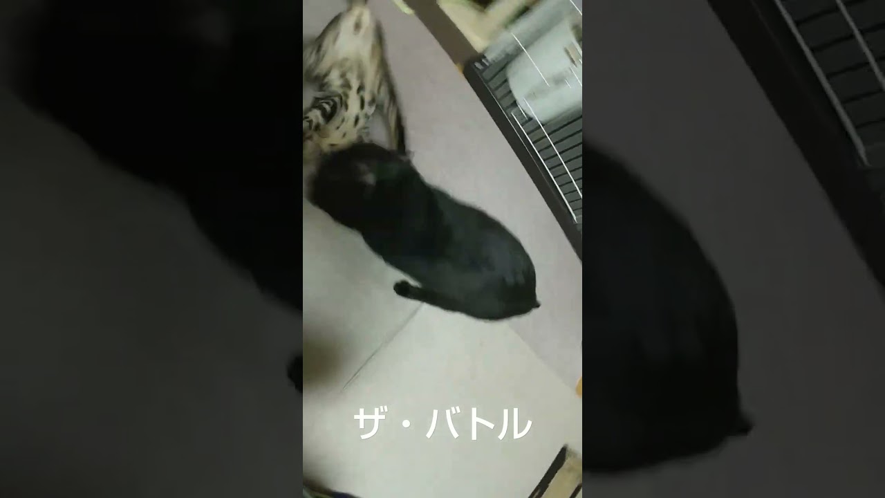 #黒猫 #ベンガル #オシキャット #ミックス #猫