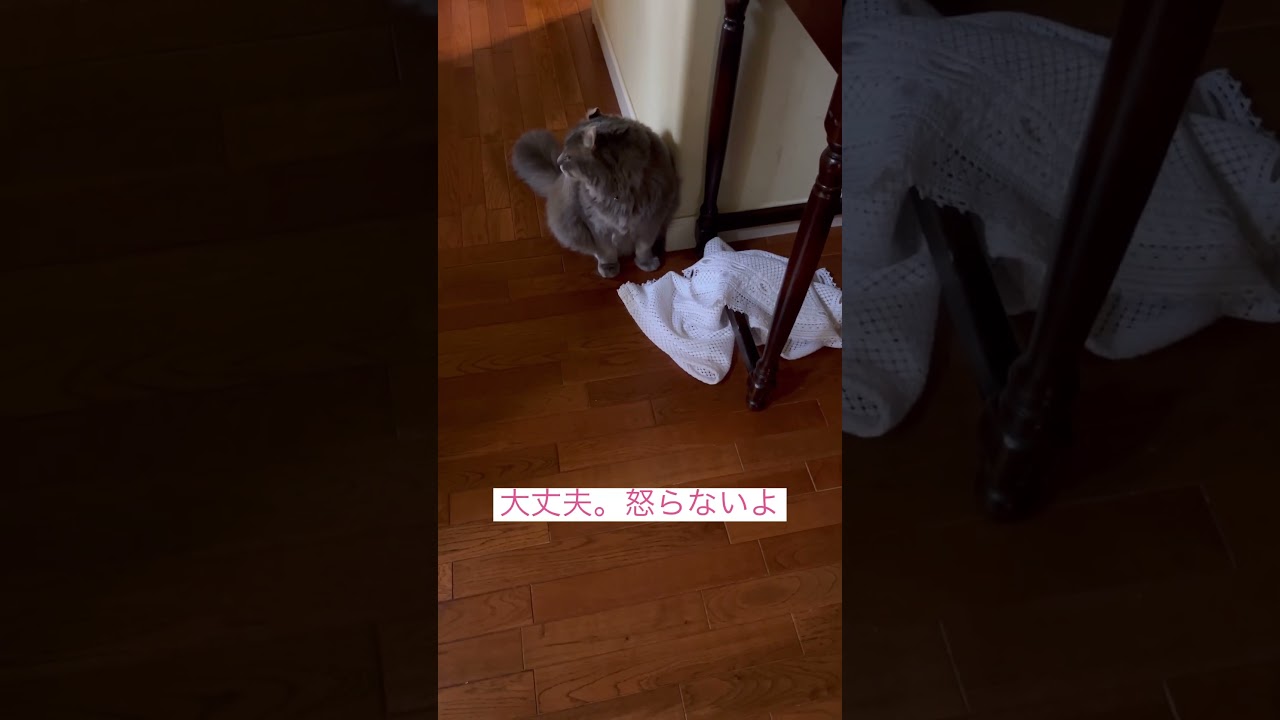 謝罪します #ねこ動画 #アメリカンカール #catvideos