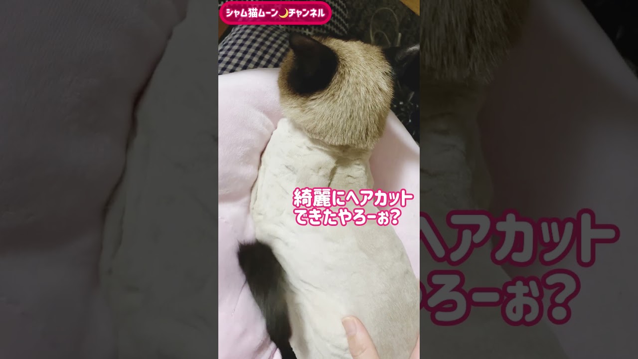 シャム猫ムーン🌙チャンネル・ムンちゃんのヘアカットその後  #ショート　＃Siamese cat