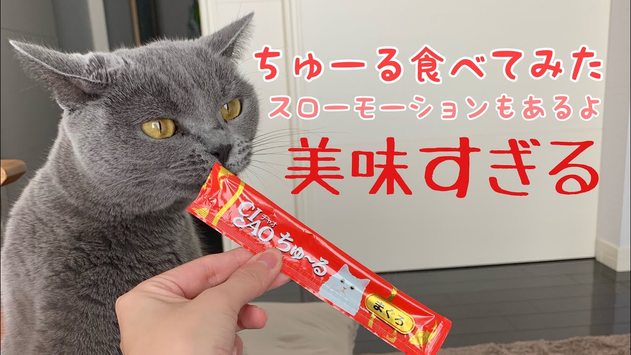 【シャルトリュー】ちゅーる食べてみた【Chartreux cat】