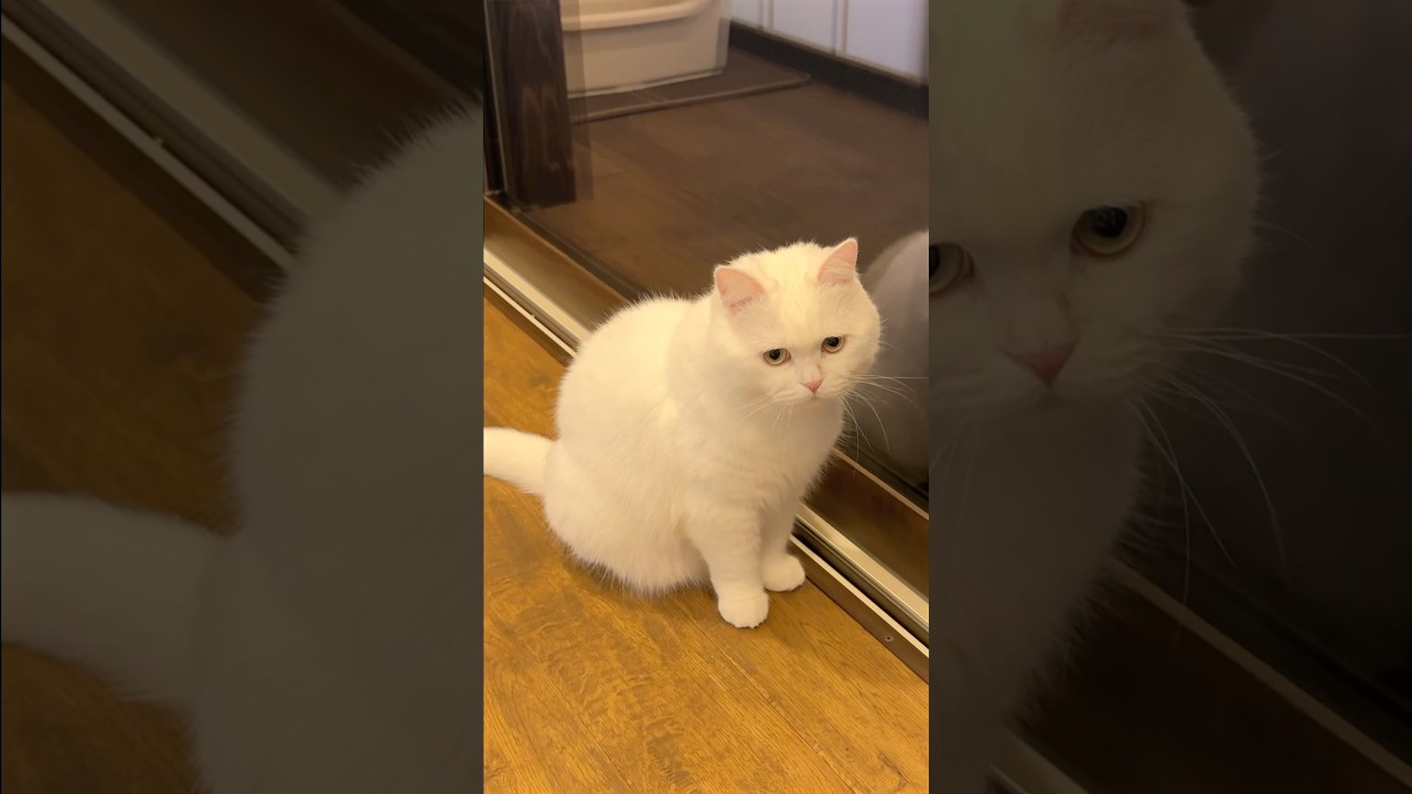 夜、外に出たがる猫を出してみたら… #ポムしま