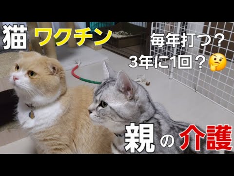[50代主婦]　悩みに😓悩んだ決断💦とは…。☝️そんな🥺一週間でした。…139☘️おもち♂️[スコティッシュ]☘️しらす♀️[アメショ]