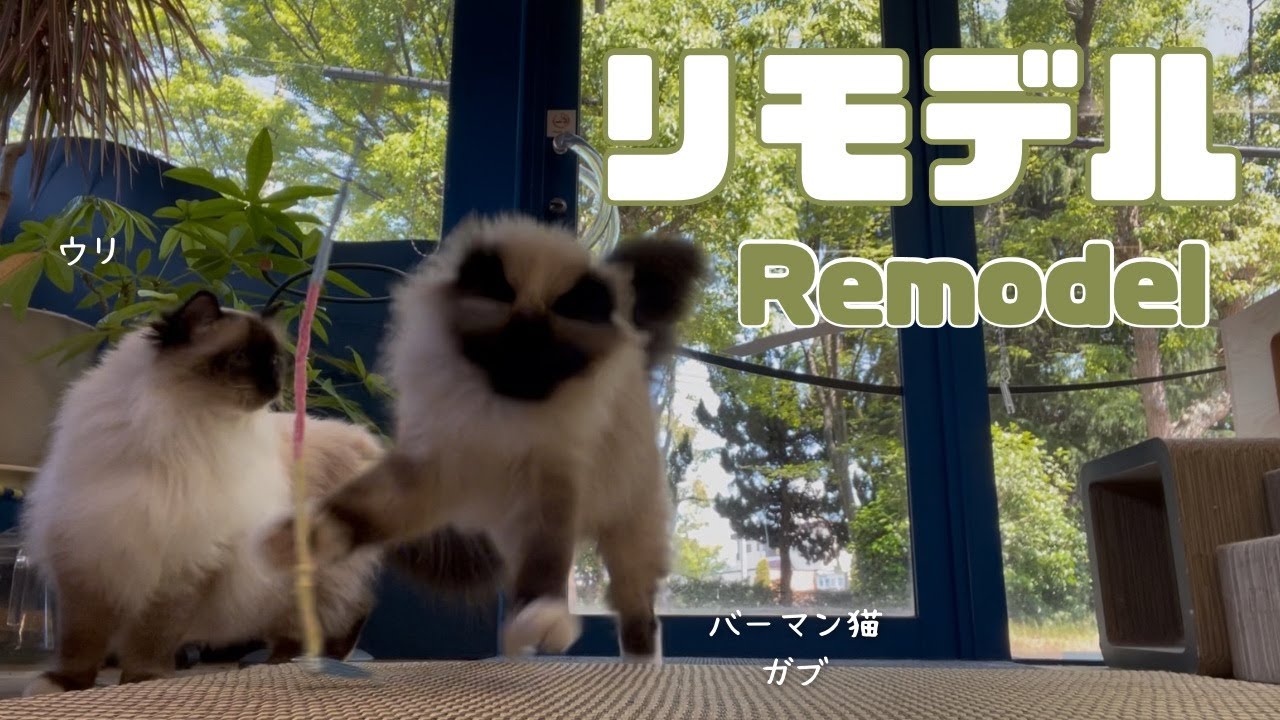 バーマン猫ガブとラフとウリ【リモデル】Remodel（バーマン猫）Birman/Cat