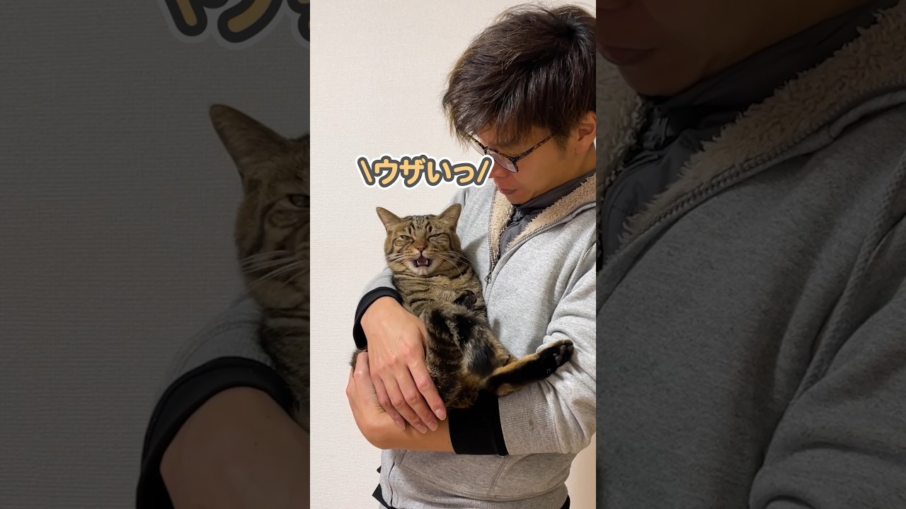 ご飯を抱っこと勘違いされて、ブチギレる猫