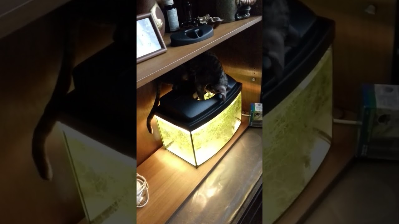 Cornish Rex Cats Being Absolutely Hilarious!