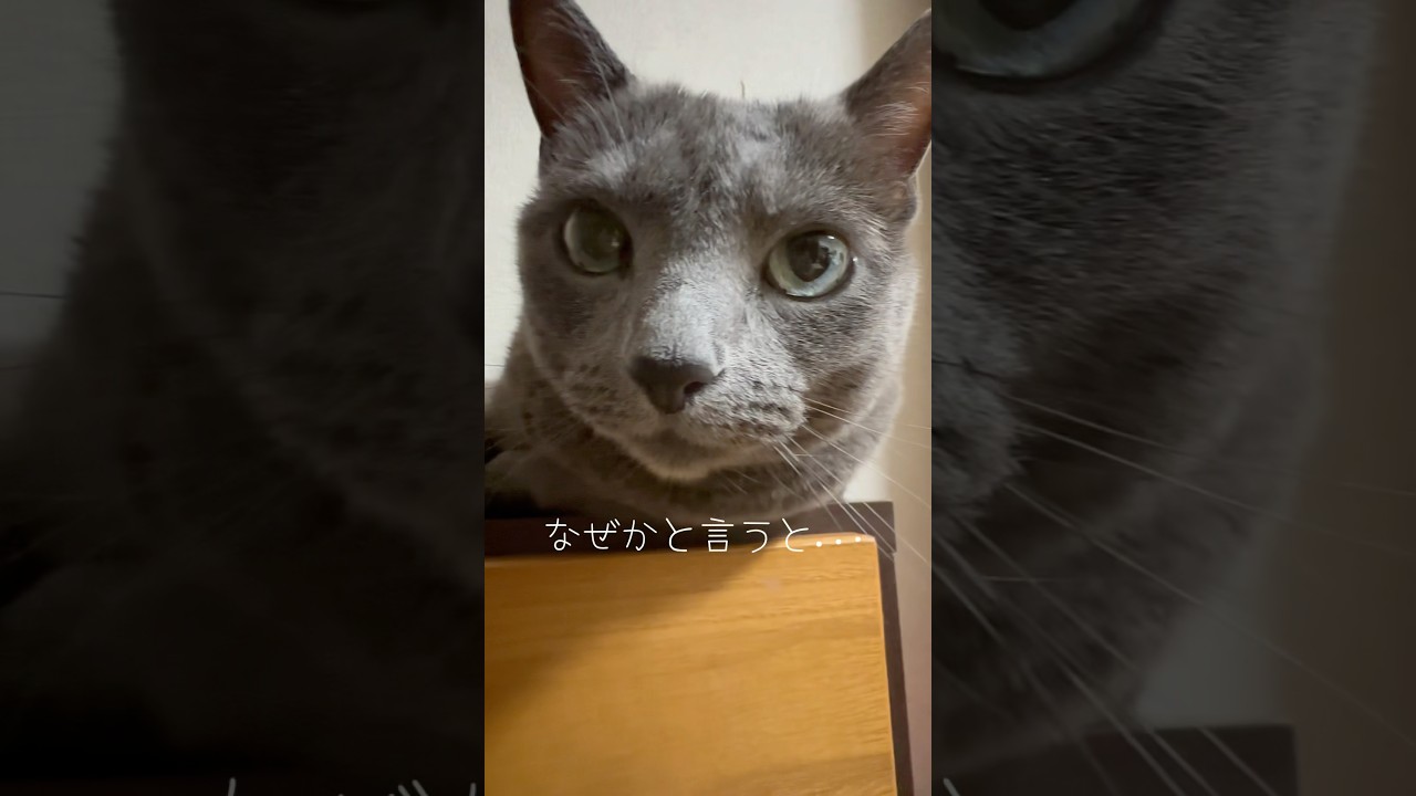 【ロシアンブルー】めろんのお気に入り場所はローチェストの上ですよ🥹理由は...【猫】#shorts