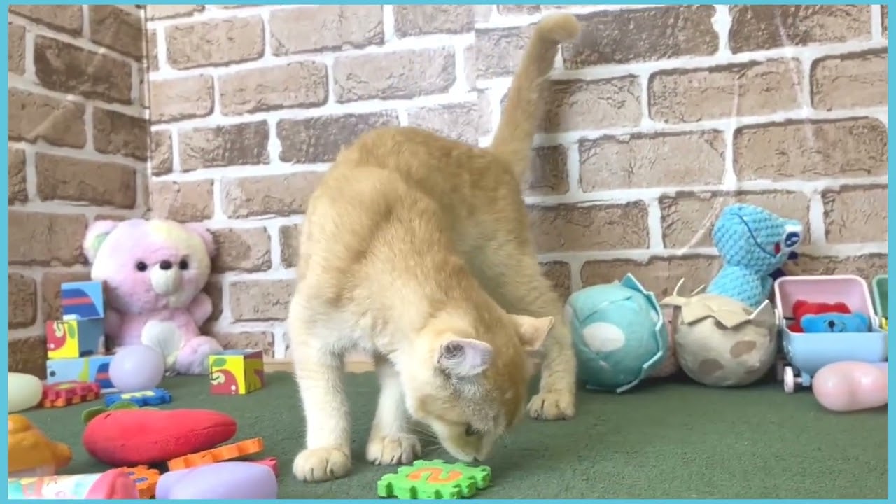 722048 アメリカンカール