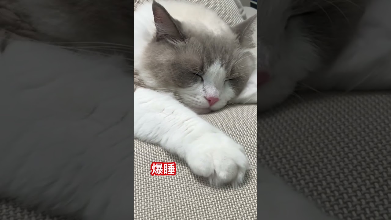 爆睡ラグドールまる　 #ラグドール #cat  #cats  #animals  #猫のいる暮らし  #catlovers  #ragdoll  #ragdollcat 　#猫  #仔猫