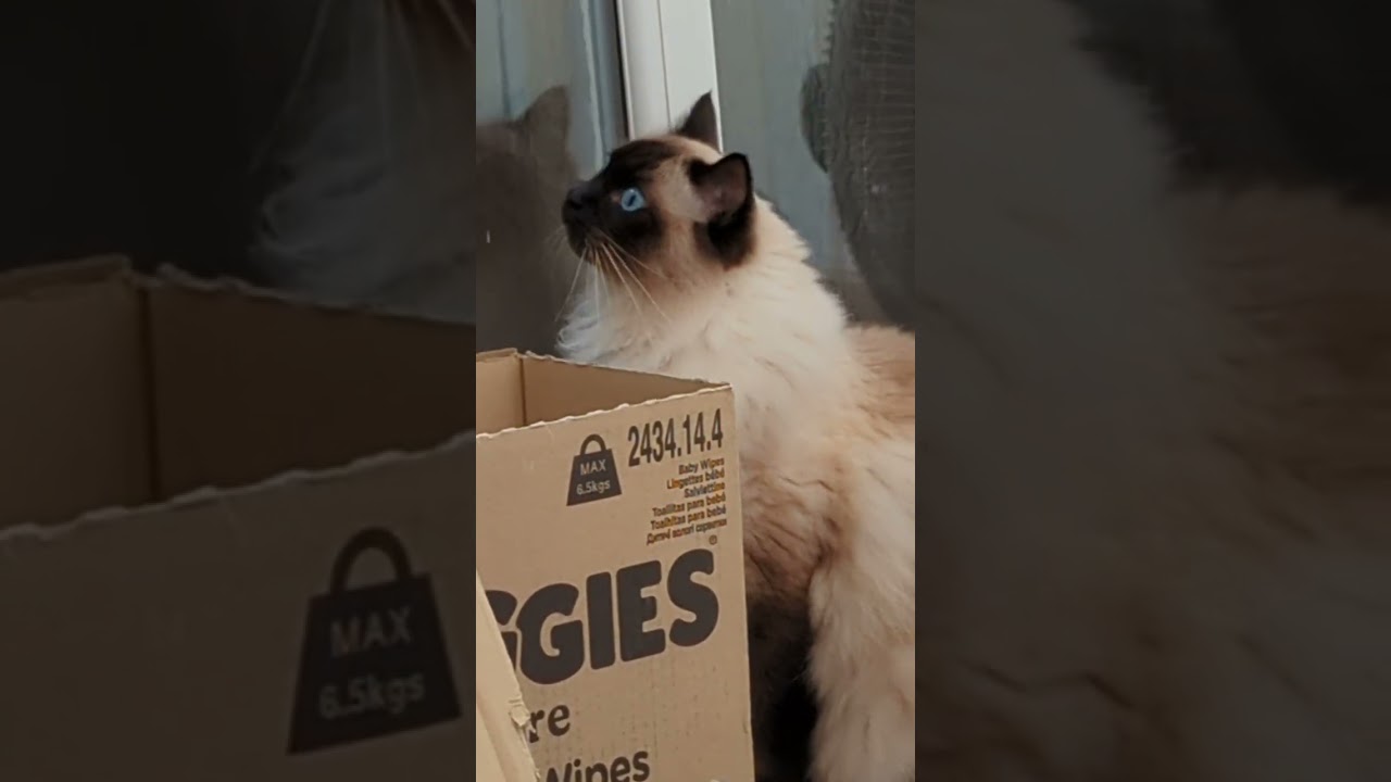 何かがいる気がするねん