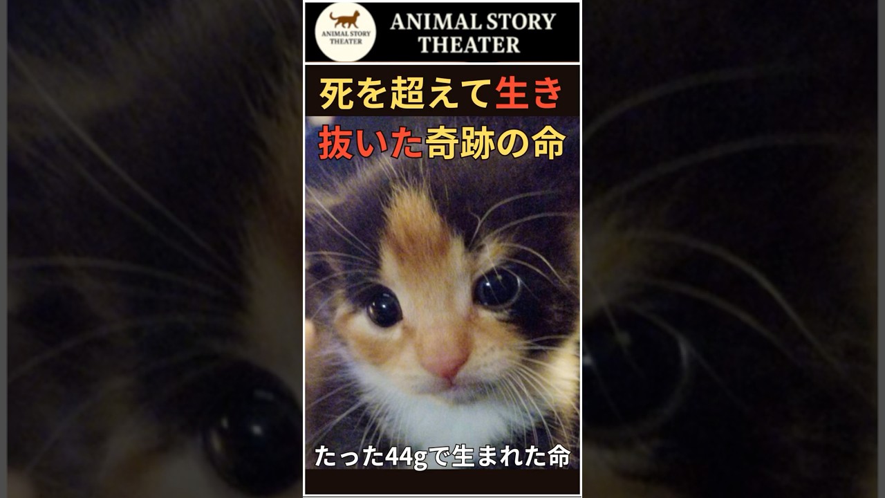 【実話】たった44gで生まれた子猫──死を超えて生き抜いた、奇跡の命 #保護猫 #奇跡の子猫 #感動実話