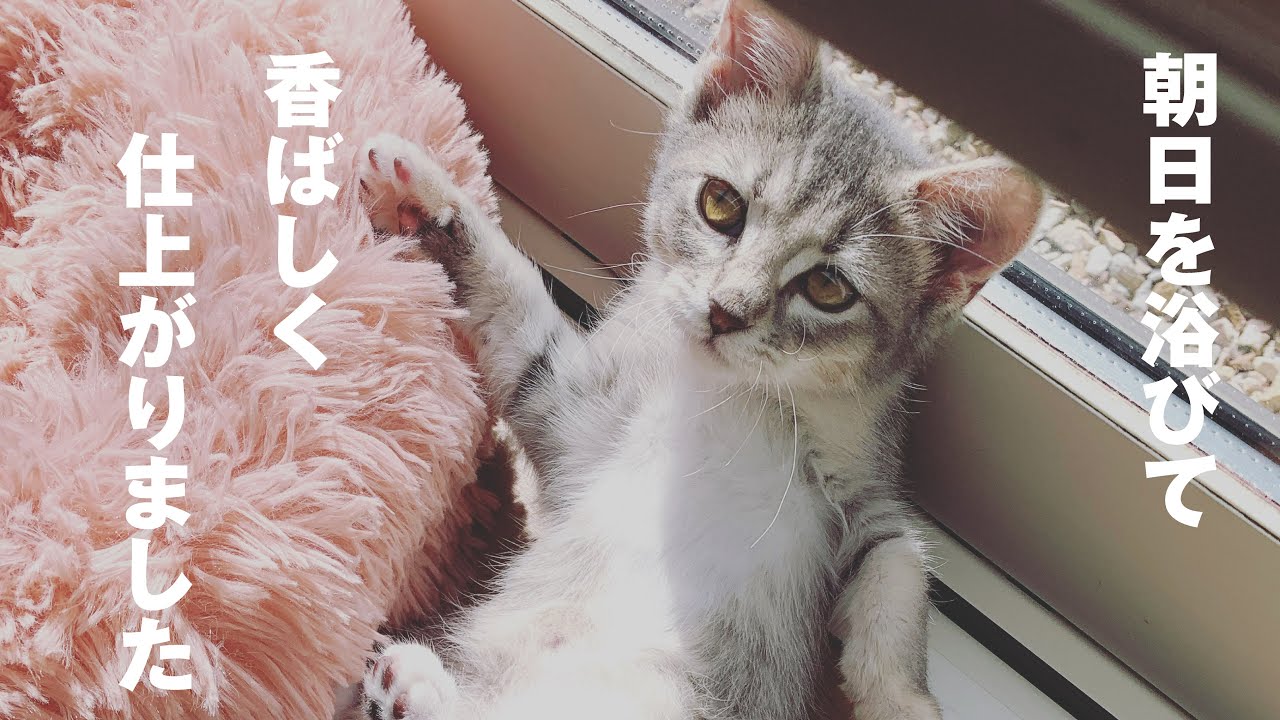 朝日を浴びてゴロゴロしています♪　アメリカンカール　るる
