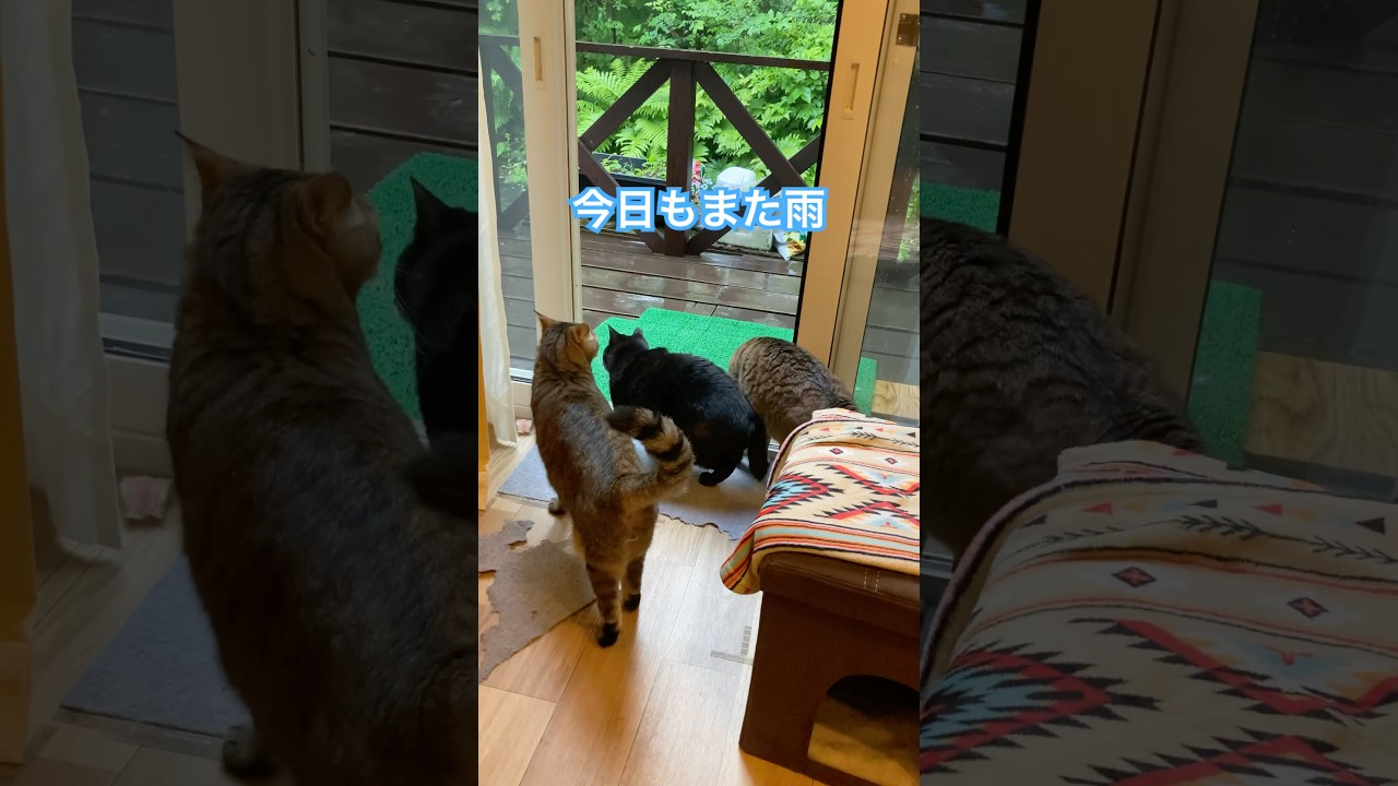 土砂降りの朝です🌳　　　　　　　#猫 #田舎暮らし #shorts #ねこ #ネコ #保護猫 #cat #japan #いぬ #犬 #保護犬 #北海道