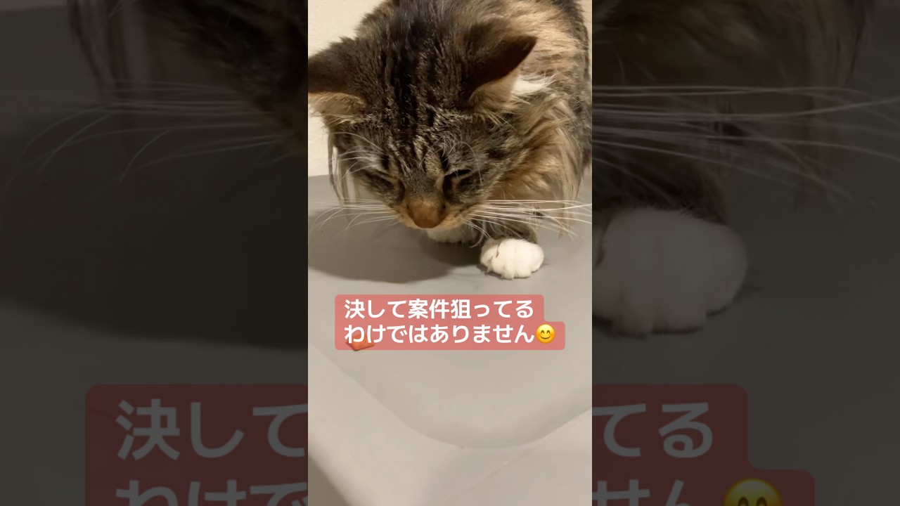 やたらシーバ好きアピールをするメインクーン【ポニュ日記】 #cat #猫のいる暮らし #ねこのいる生活 #メインクーン #shorts #short