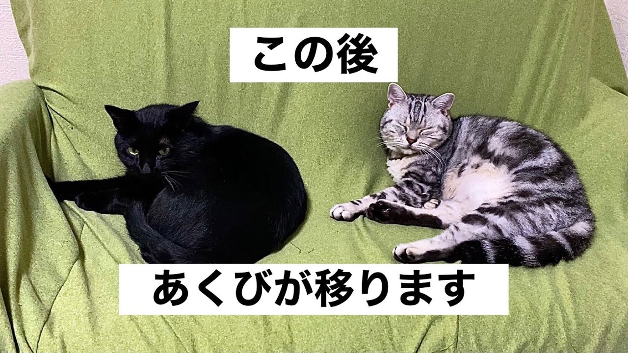 アクビが連鎖した黒猫とアメリカンショートヘアー