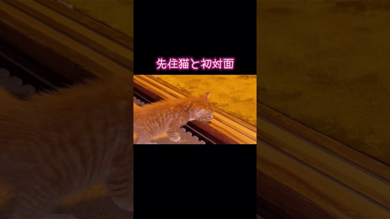 子猫vs先住猫