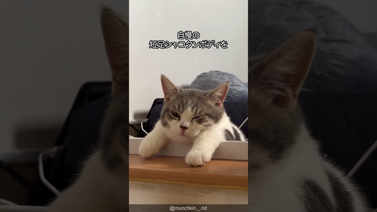 【短足代表】マンチカンの可愛さがわかる1分解説