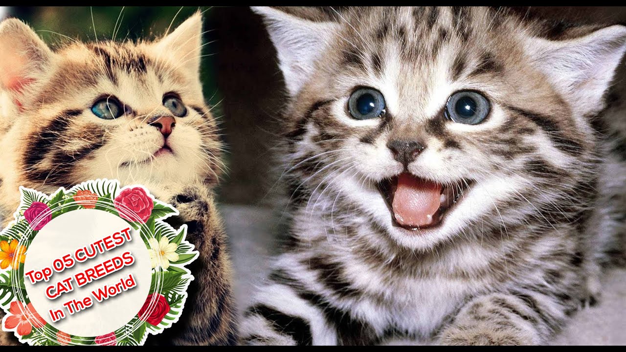 Top 10 Most POPULAR Cat Breeds in the World  #Part 01| Aww Animals -
