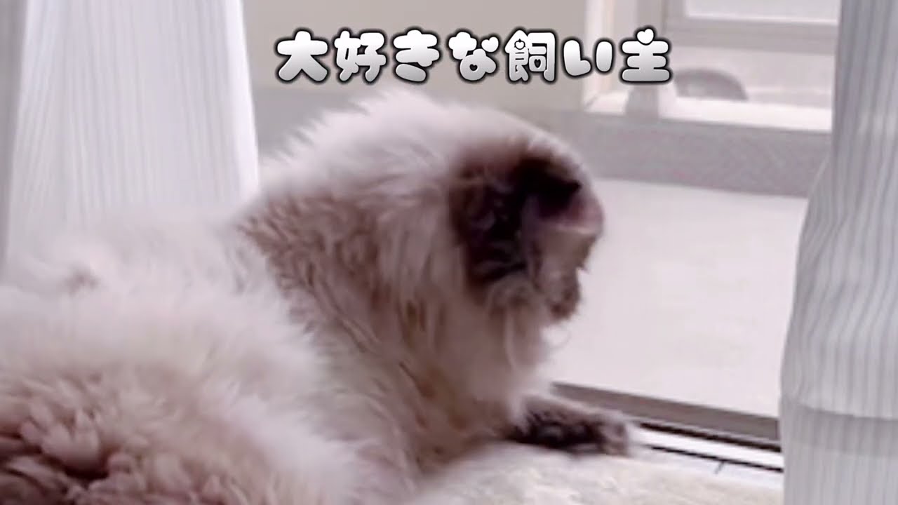 【ヒマラヤン】復活！新たなニャン生の始まり