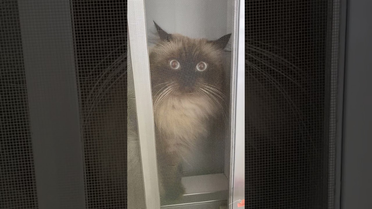 窓でお出迎えするもふもふにゃんこ♡#ヒマラヤン