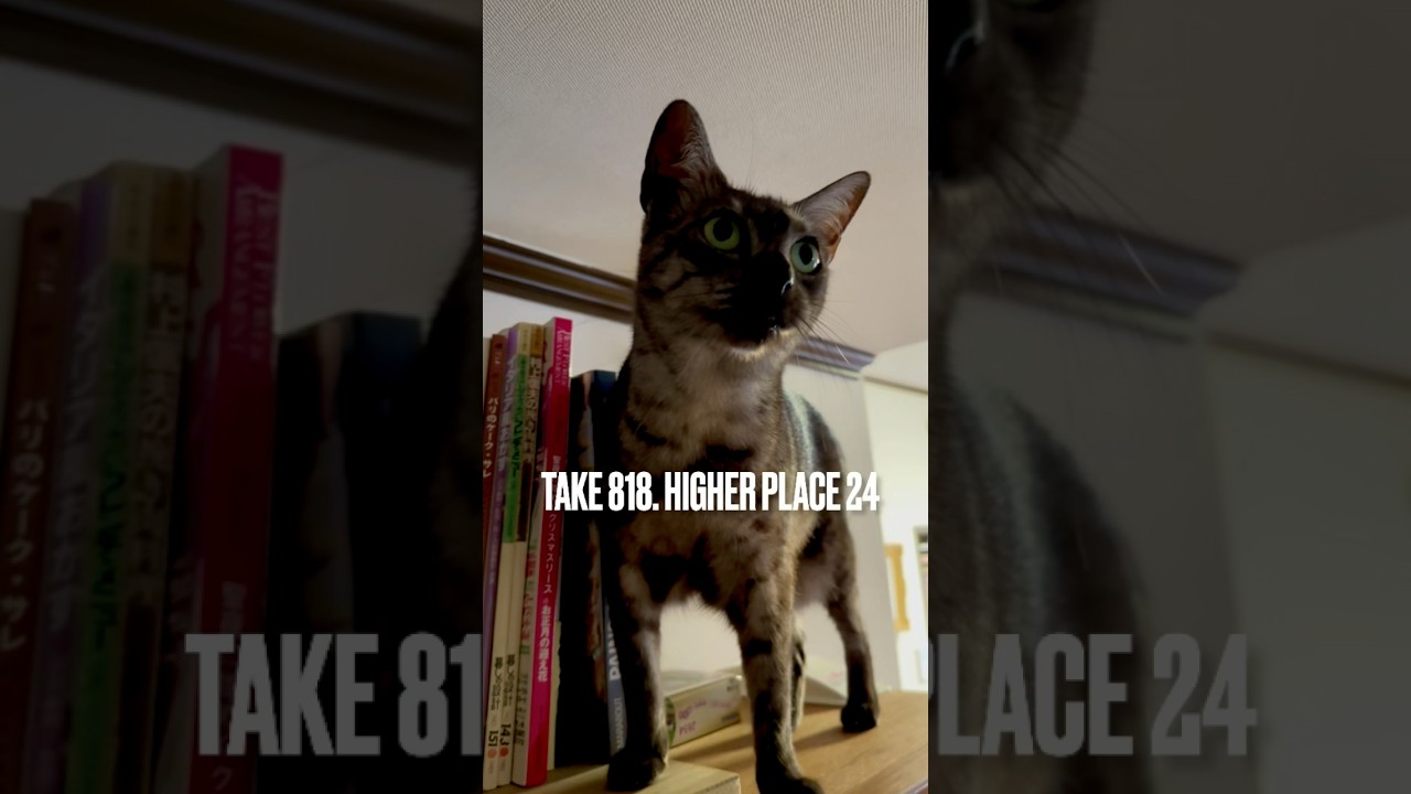 #高い所が好き #キャットタワー 要らず#egyptianmaucats #エジプシャンマウ #エジプシャンマウの仲間たち #猫あるある #shorts
