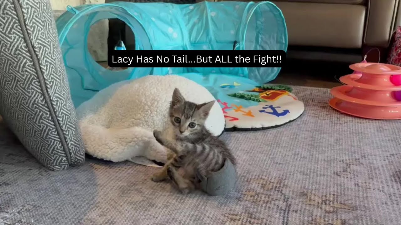 Tiny Rescue Kitten Born Manx Without a Tail | Learns to Run in Diaper | Lacy's Journey #cat #kitten