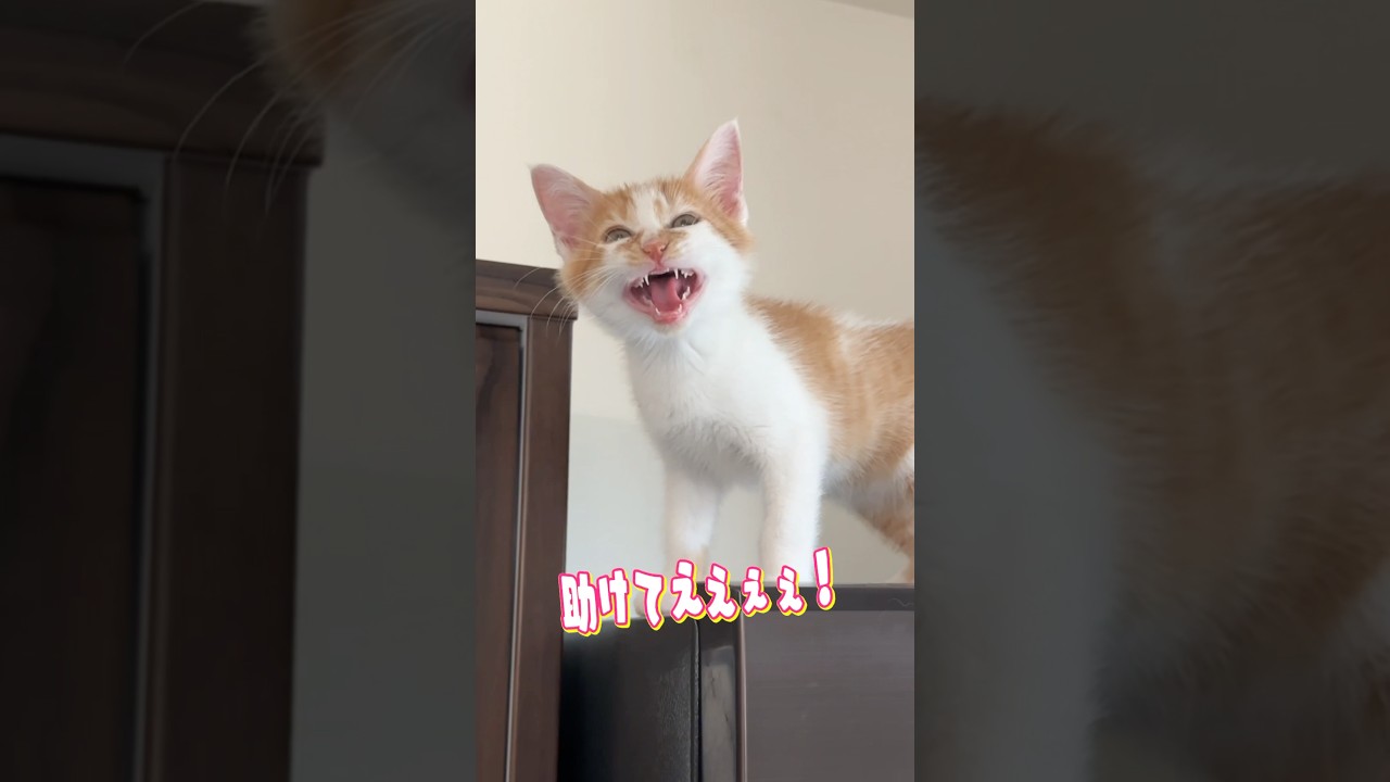 高い所から降りられない子猫　　#猫 #cat  #shorts