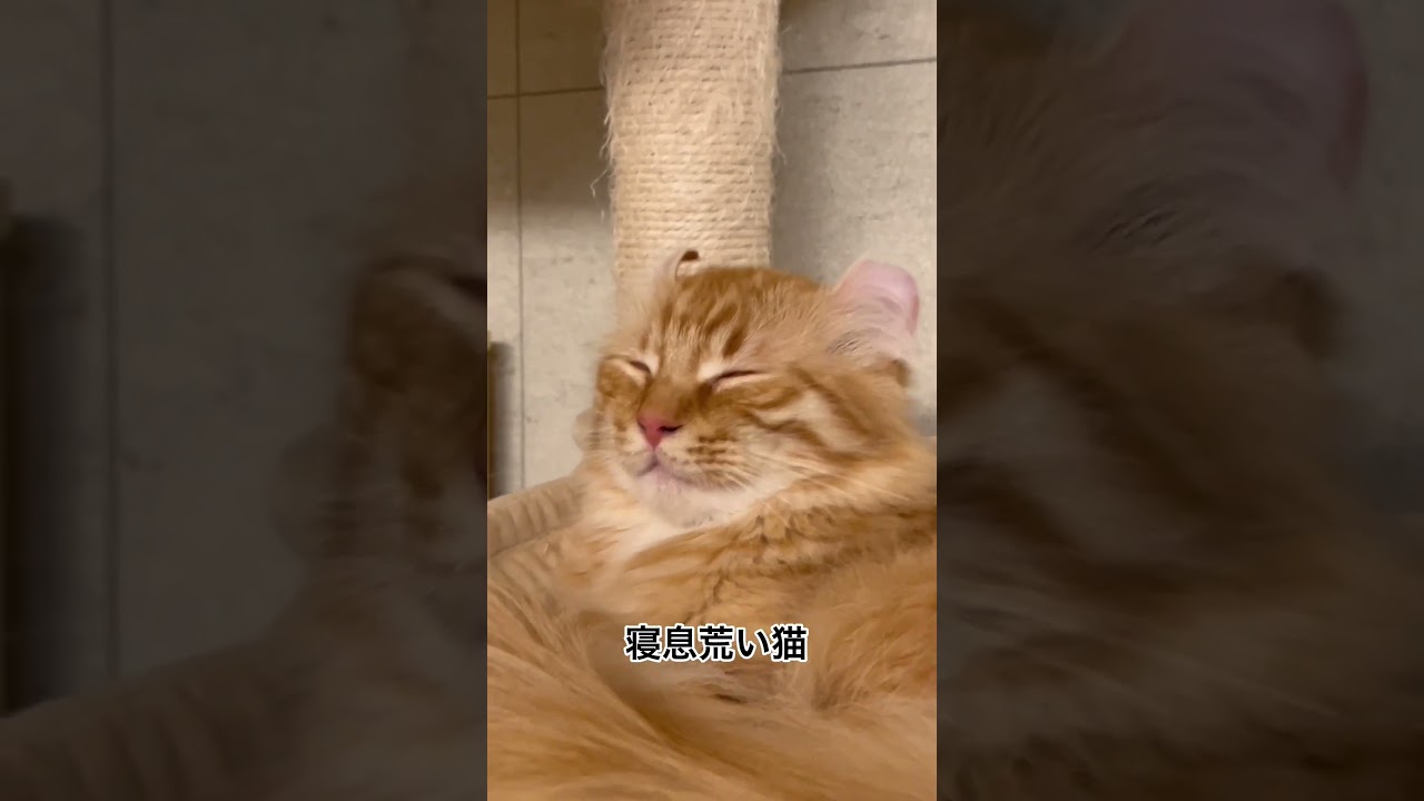寝息が荒い猫#猫 #猫のいる暮らし #アメリカンカール #ラガマフィン