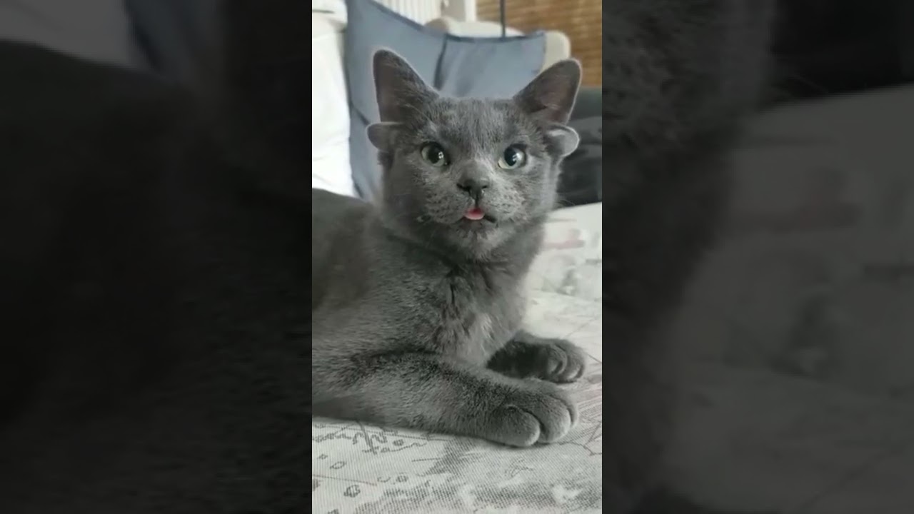 CAT WITH FOUR EARS 👂👂👂👂