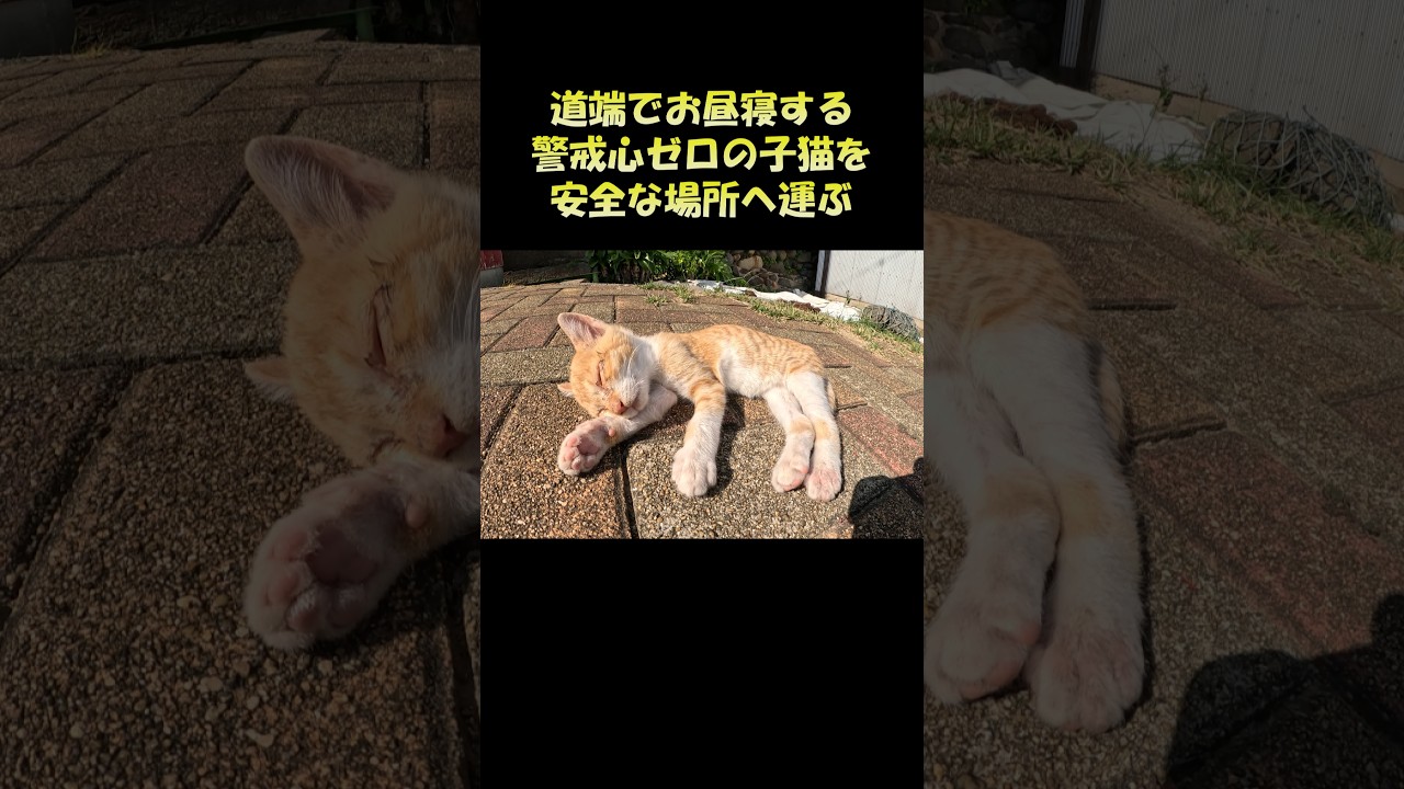 道端でお昼寝する警戒心ゼロの子猫を安全な場所へ運ぶ #猫 #cat #ねこ