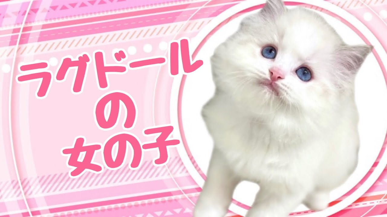 ラグドールの子猫　（和歌山）