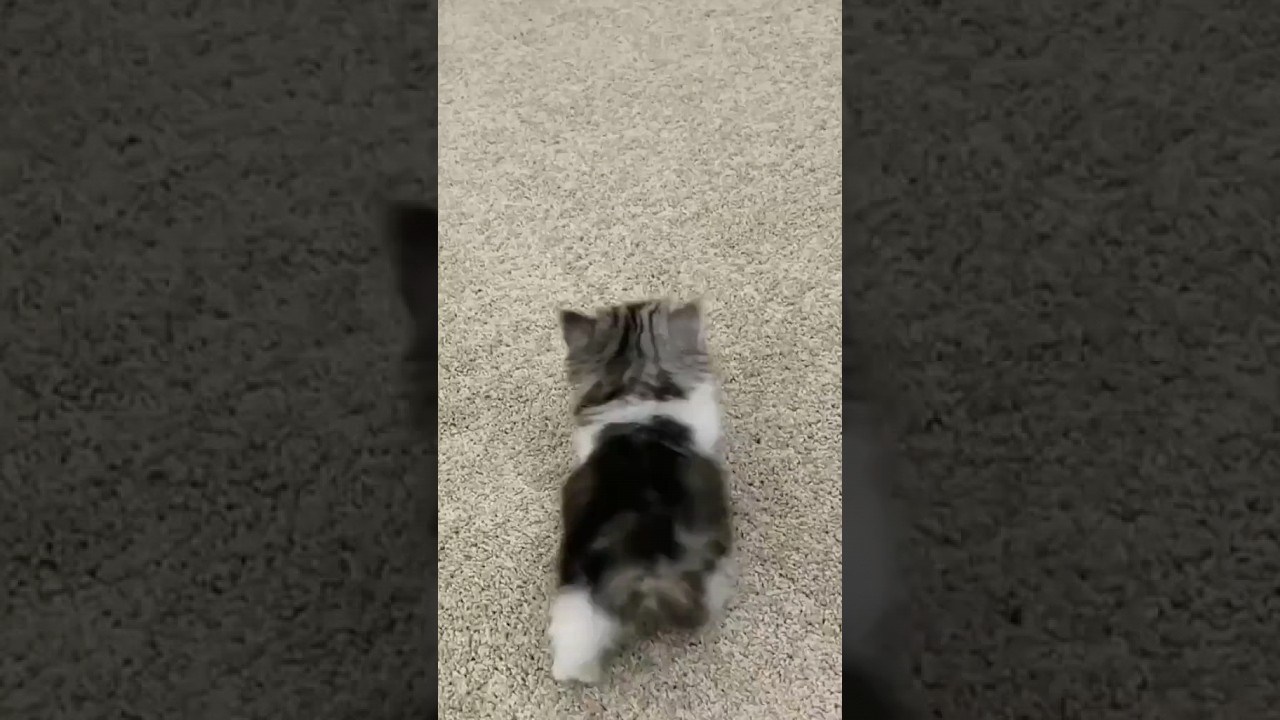 Cute 😍 #cat #funny #cute