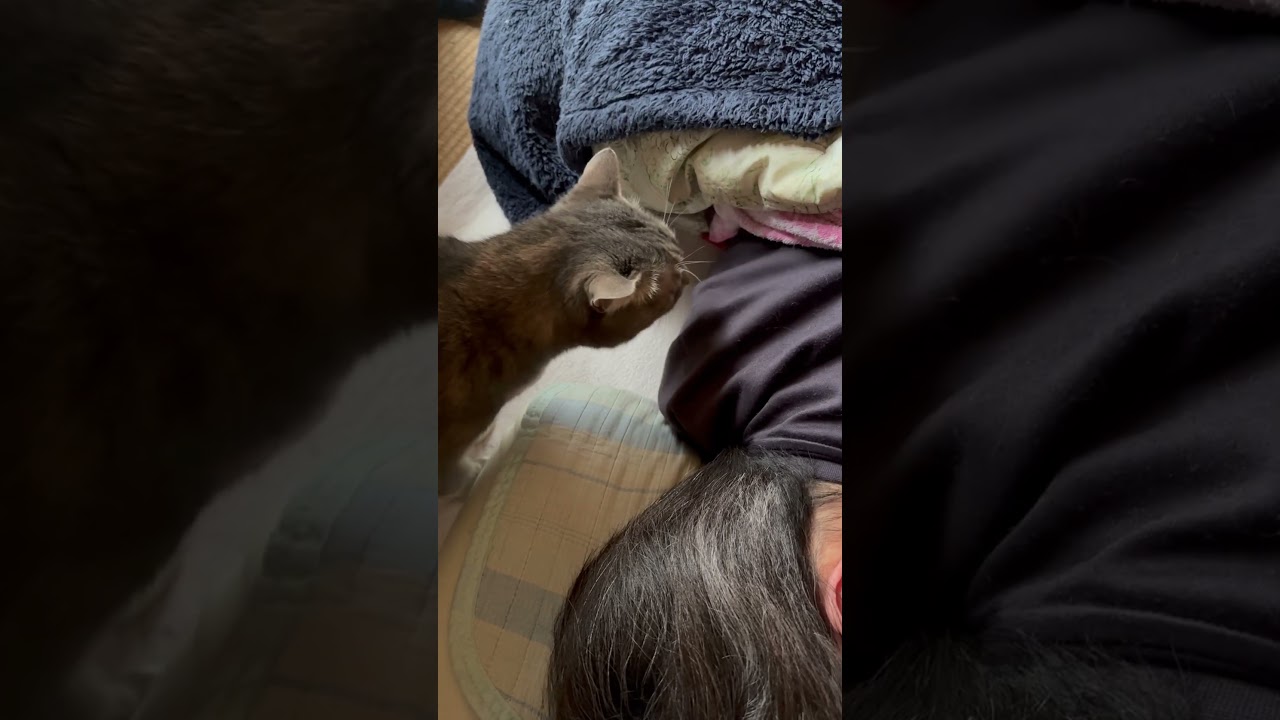 起きなさいよ！んーもう！