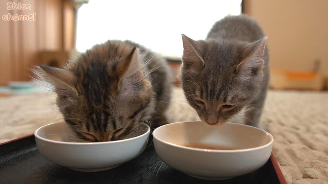 偏食の子猫に久々にスープをあげたらこうなりました…