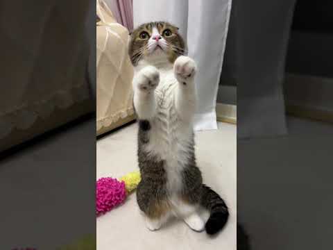 僕を見て🐈！　#shorts