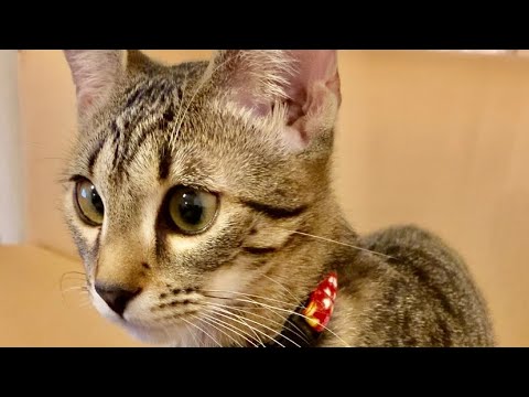 エジプシャンマウの美人な子猫を近くで観察してみた！