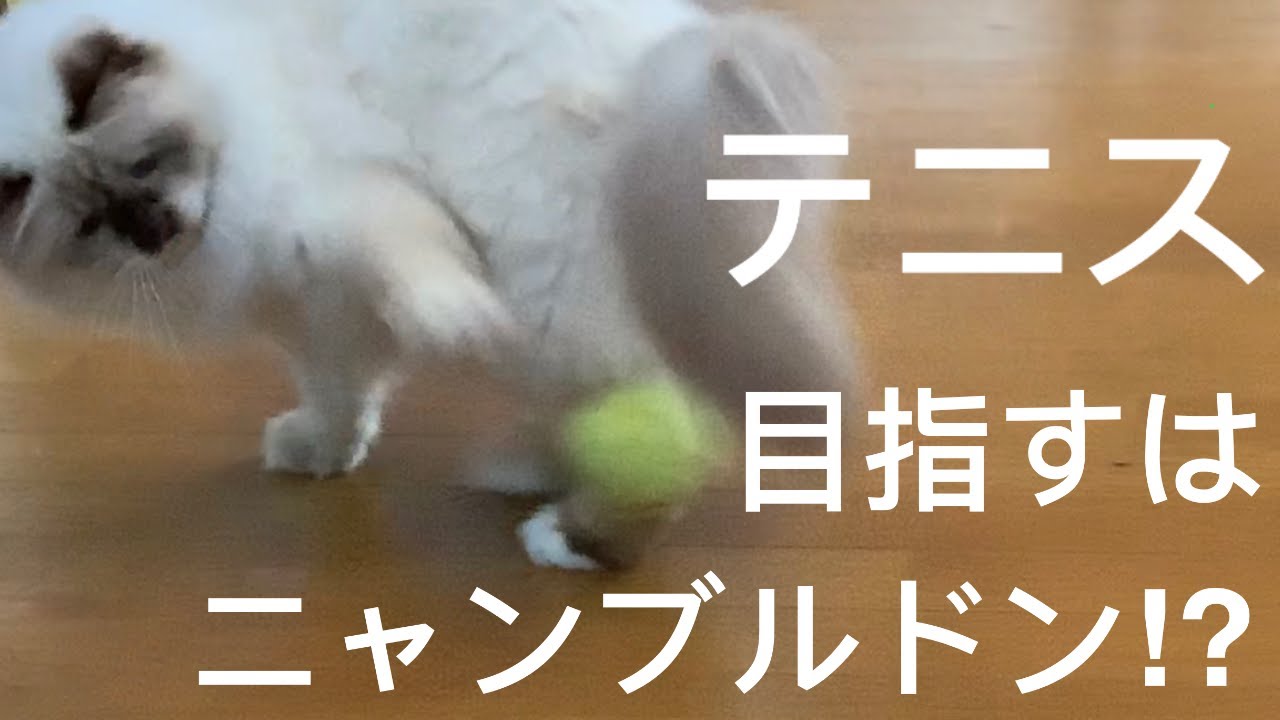 まったり目指す！【ニャンブルドン】（バーマン猫）Birman/Cat