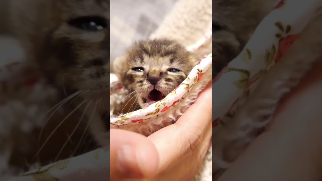 かわいい鳴き声の子猫【ASMR】【赤ちゃん猫　保護猫】