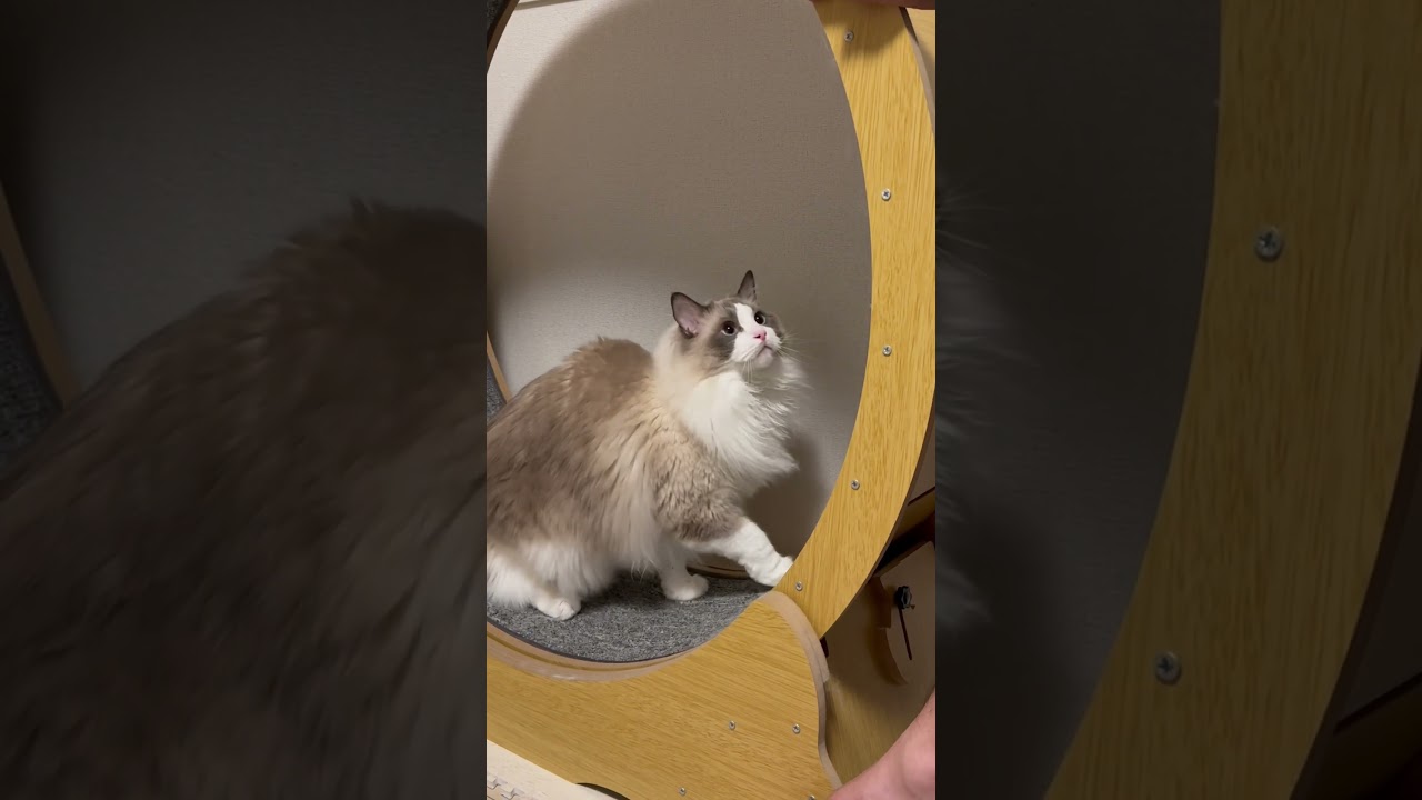 7kgの猫です【ラグドール】 #cat #猫のいる暮らし #ねこ #ネコ #ラグドール #catshorts #ひろゆきメーカー