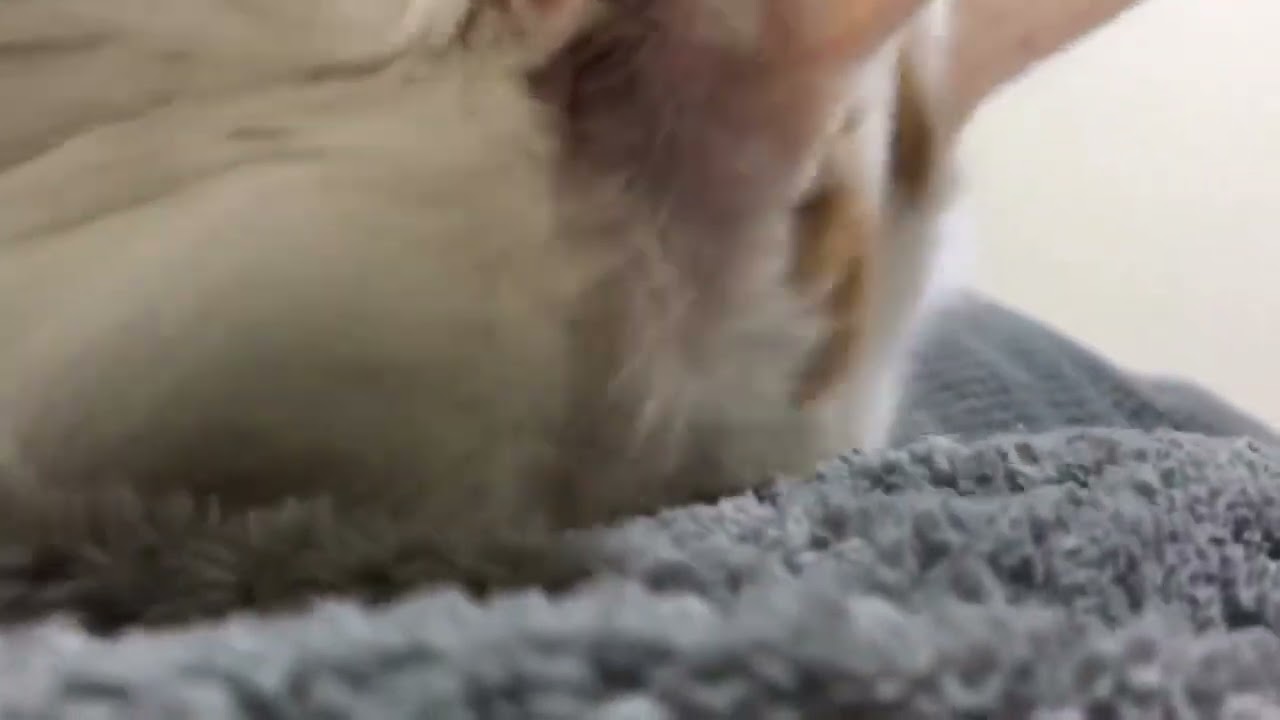 10歳ターキッシュバンのフミフミ