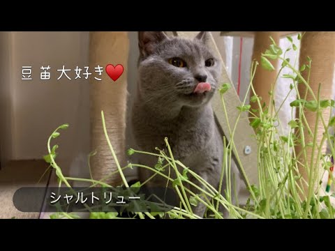 豆苗大好き♥️ASMR【シャルトリュー】
