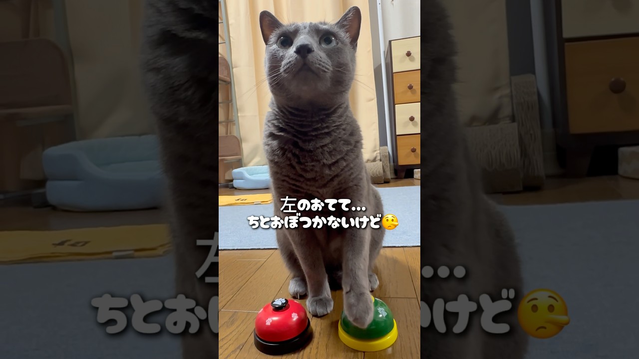 【ロシアンブルー】めろん今朝のおねだりベル🛎️器用です🤗【猫】#shorts