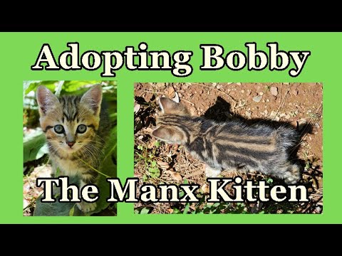 Adopting Bobby The Manx Kitten