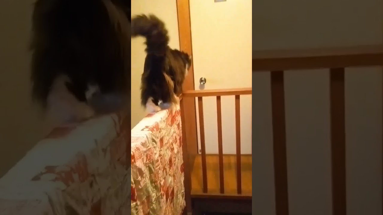 長毛猫(モモちゃん)long - haired cat #アメリカンカール# 猫#cat #cute #shorts