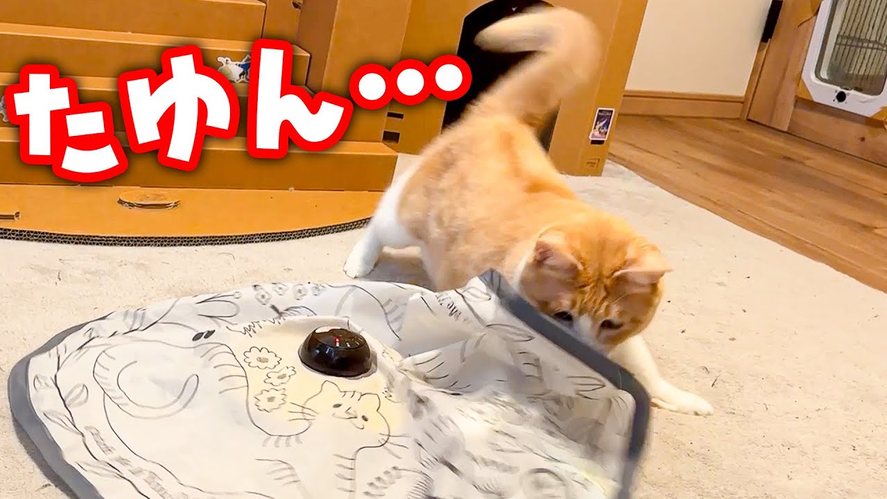 ありあまる贅肉を揺らしながら子猫のように遊ぶロビンさんなのであった。