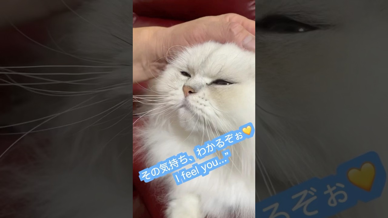 その気持ちわかるぞぉ💛I feel you…#ペルシャ猫 #ぎんちゃん #persiancat #shorts #cutecat