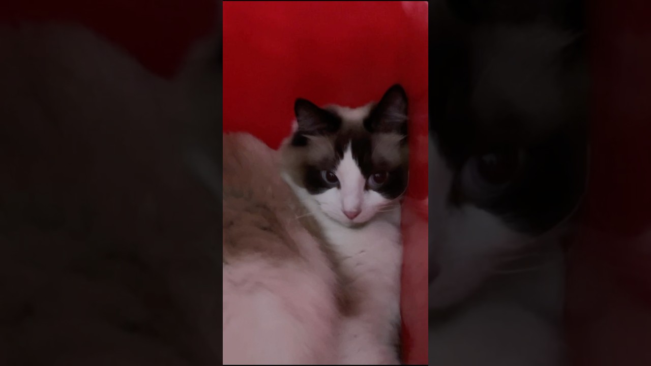 猫の快適な住まい♬ #猫  #cat  #ラグドール