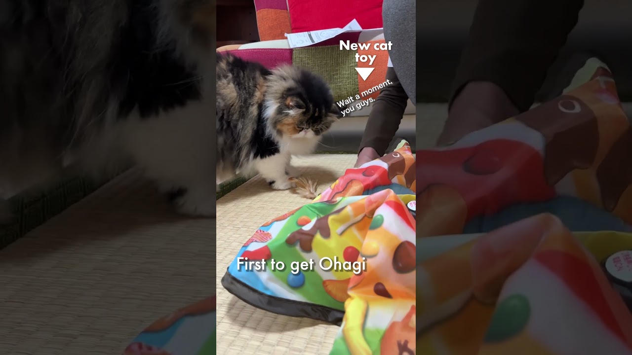 新しい猫のオモチャ／おはぎちゃん一番乗り
