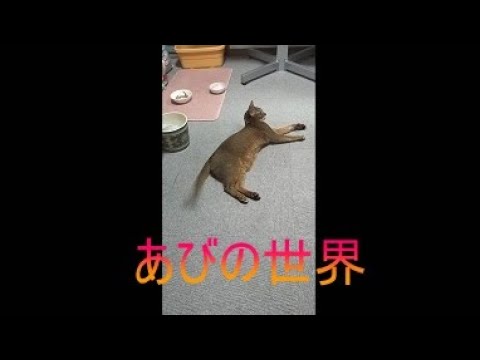 ネコ動画あび＃5014　あびの毎日　アビシニアン　あび
