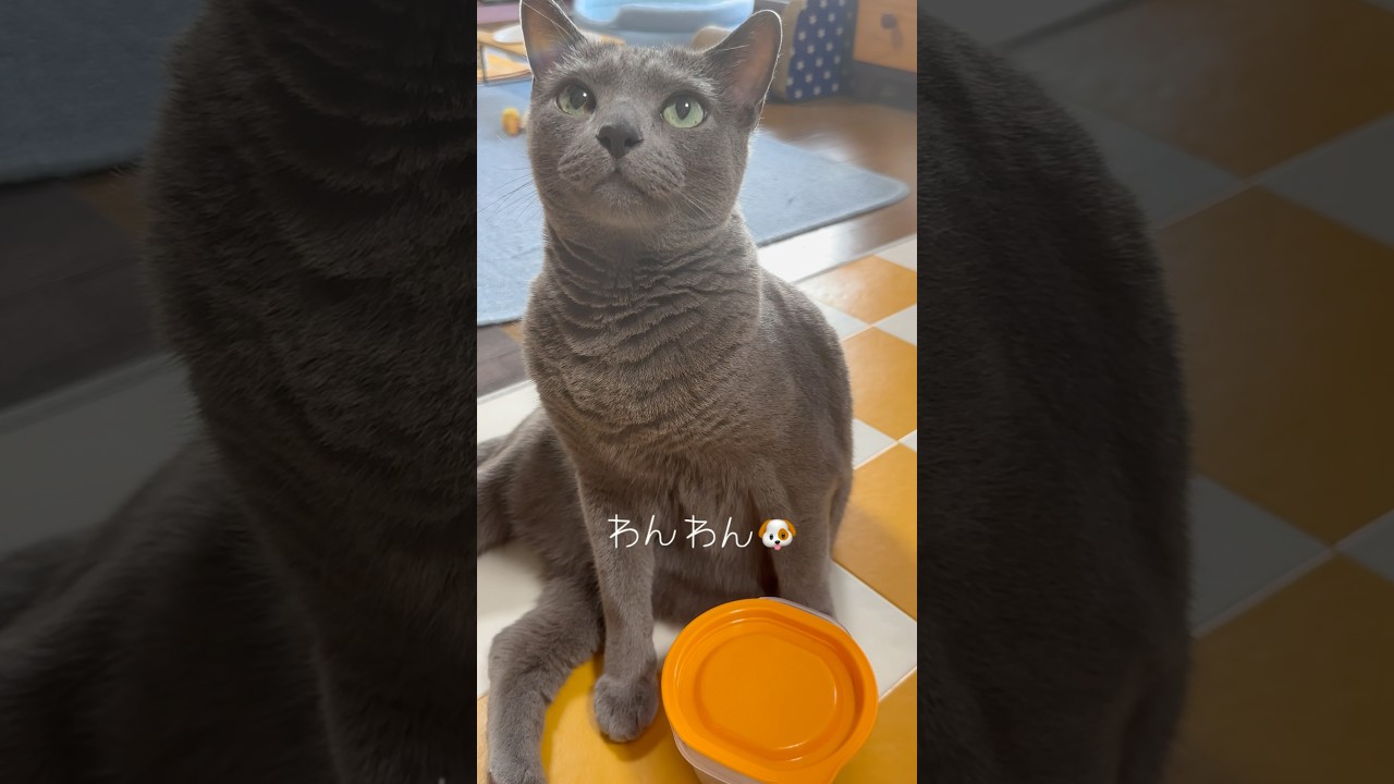 【ロシアンブルー】今朝のおねだりめろんです💗🥰【猫】#shorts