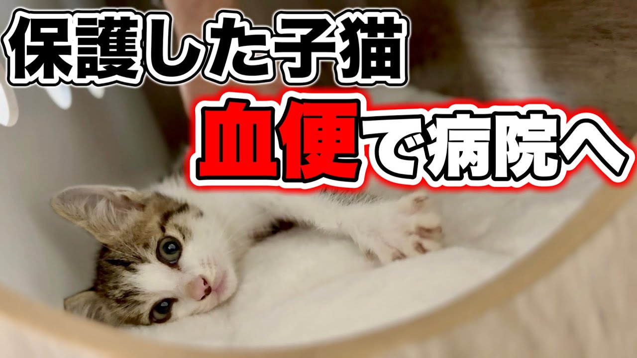 【子猫に異変】うんちに血が...急いで病院へ